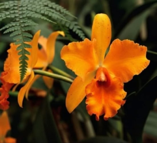 Orquidia_Jardin_Botanico (2)